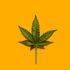 Kyle MacDonald: Why we need to legalise synthetic drugs